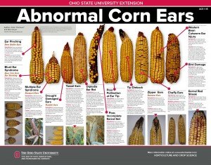 Abnormal_ear_poster_2015_April28-168l0pl-300x235