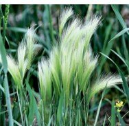 Foxtail Barley 1