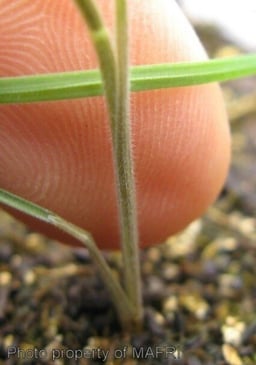 Foxtail Barley 2