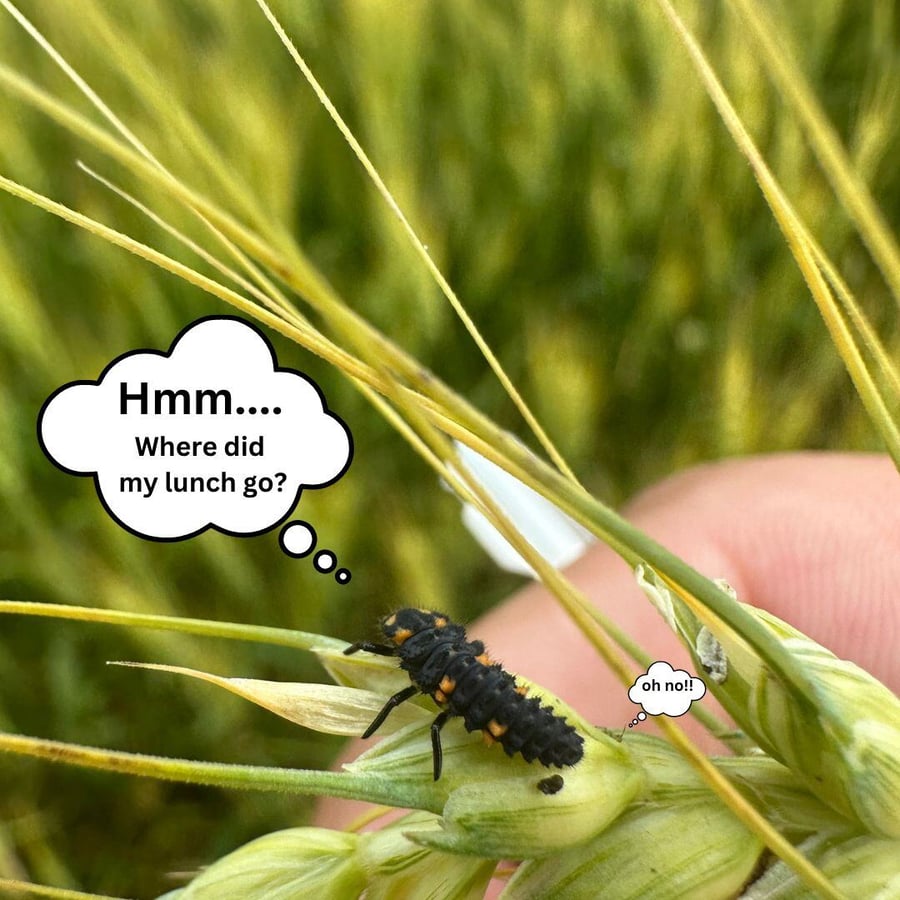 Hmm.... Where did my lunch go