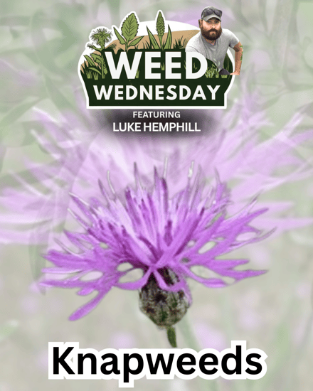 Knapweeds
