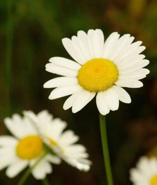 Ox-Eye Daisy 1