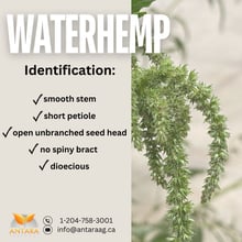 WATERHEMP (1)