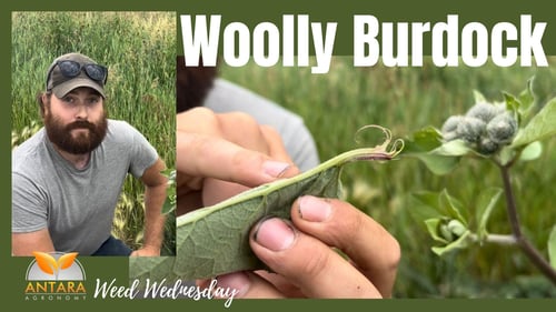 Woolly Burdock