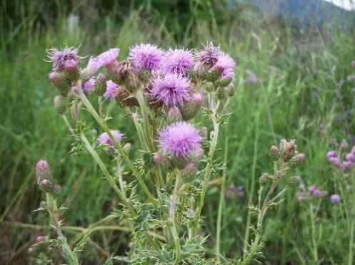 canada thistle 1