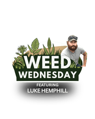Weed Wednesday Antara Agronomy 