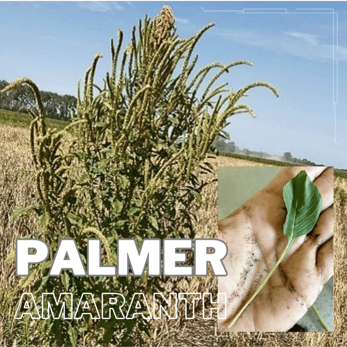 palmer