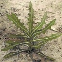 prickly lettuce 1